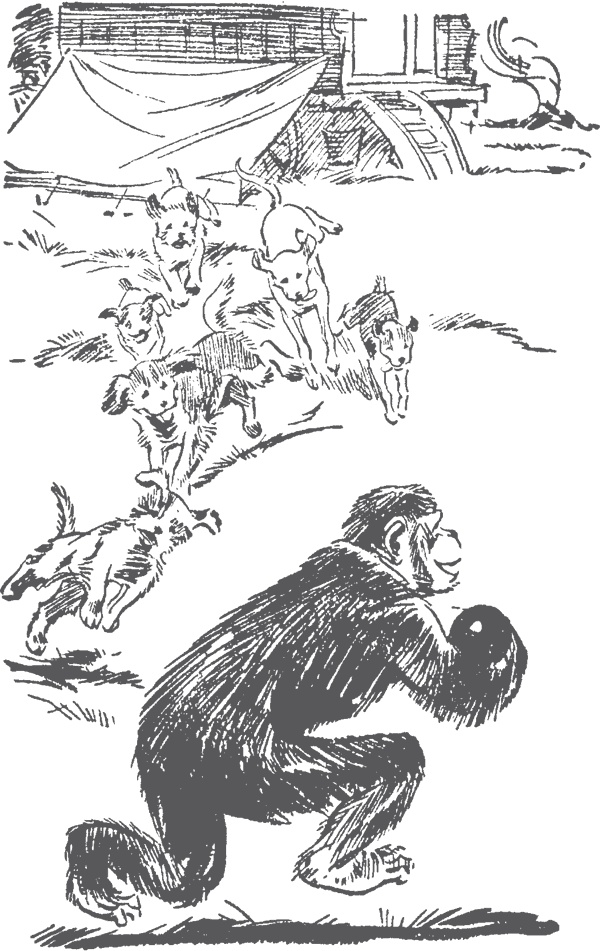 Иллюстрация к книге — По следам бродячего цирка [i_014.jpg]