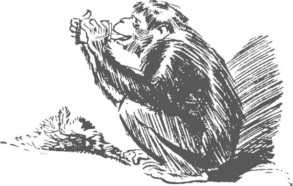 Иллюстрация к книге — По следам бродячего цирка [i_032.jpg]