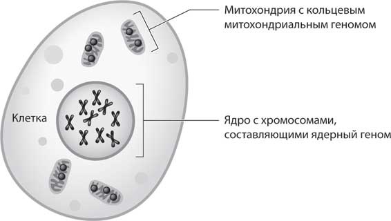 Иллюстрация к книге — Наука воскрешения видов. Как клонировать мамонта [i_007.jpg]