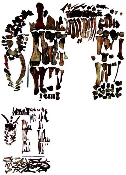 Иллюстрация к книге — Наука воскрешения видов. Как клонировать мамонта [i_013.jpg]