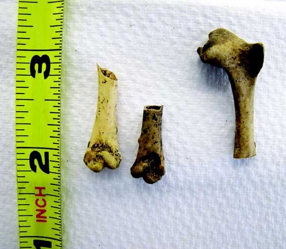 Иллюстрация к книге — Наука воскрешения видов. Как клонировать мамонта [i_015.jpg]