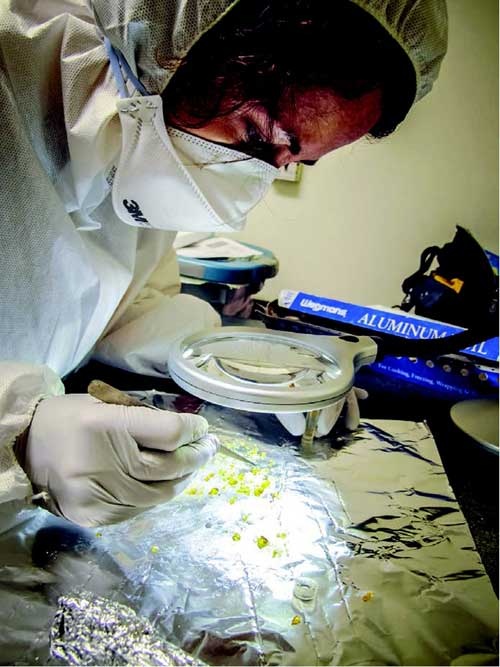 Иллюстрация к книге — Наука воскрешения видов. Как клонировать мамонта [i_016.jpg]