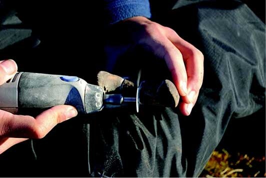 Иллюстрация к книге — Наука воскрешения видов. Как клонировать мамонта [i_017.jpg]