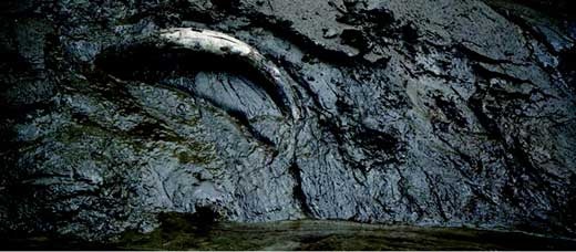 Иллюстрация к книге — Наука воскрешения видов. Как клонировать мамонта [i_021.jpg]