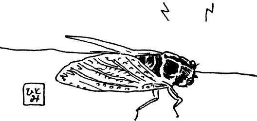 Иллюстрация к книге — Япония: нестандартный путеводитель [img_22.jpg]