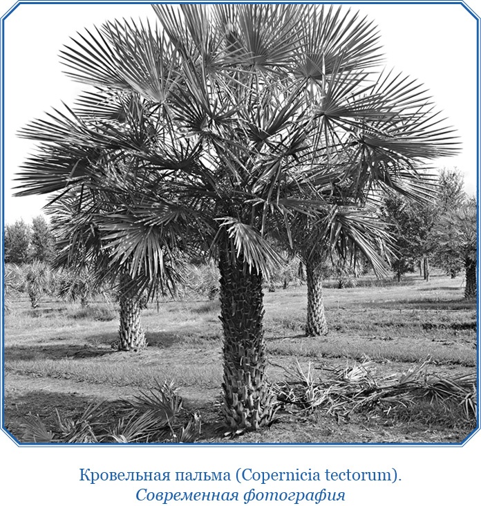 Иллюстрация к книге — Второе открытие Америки [i_044.jpg]