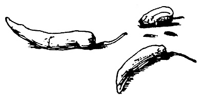 Иллюстрация к книге — Суп из акульего плавника [i_002.jpg]