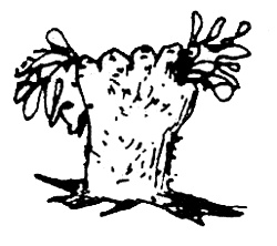 Иллюстрация к книге — Суп из акульего плавника [i_008.jpg]