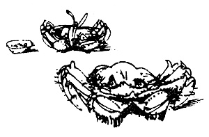 Иллюстрация к книге — Суп из акульего плавника [i_047.jpg]