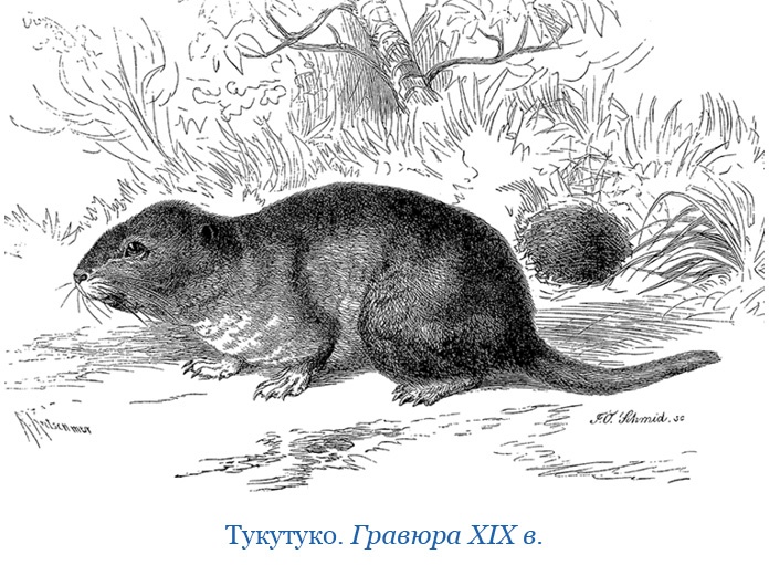 Иллюстрация к книге — Путешествие вокруг света на корабле «Бигль» [i_022.jpg]