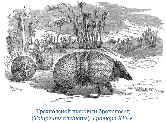 Иллюстрация к книге — Путешествие вокруг света на корабле «Бигль» [i_028.jpg]