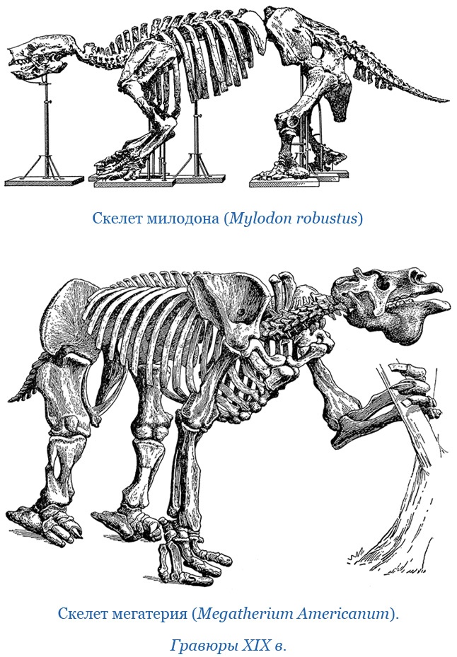Иллюстрация к книге — Путешествие вокруг света на корабле «Бигль» [i_033.jpg]