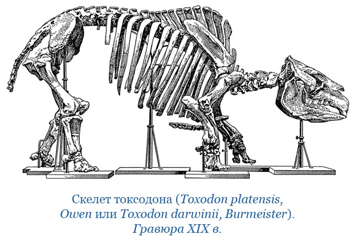 Иллюстрация к книге — Путешествие вокруг света на корабле «Бигль» [i_036.jpg]