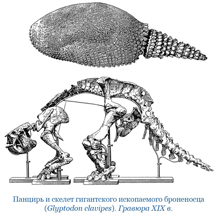 Иллюстрация к книге — Путешествие вокруг света на корабле «Бигль» [i_047.jpg]