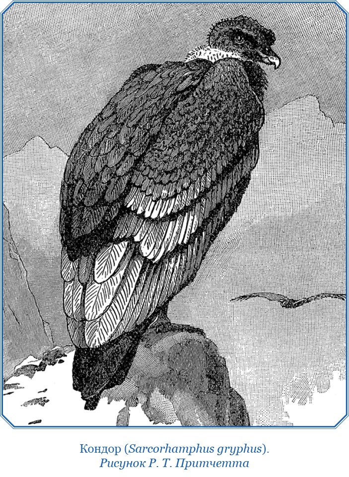 Иллюстрация к книге — Путешествие вокруг света на корабле «Бигль» [i_062.jpg]