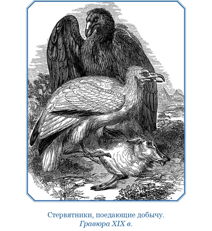 Иллюстрация к книге — Путешествие вокруг света на корабле «Бигль» [i_066.jpg]