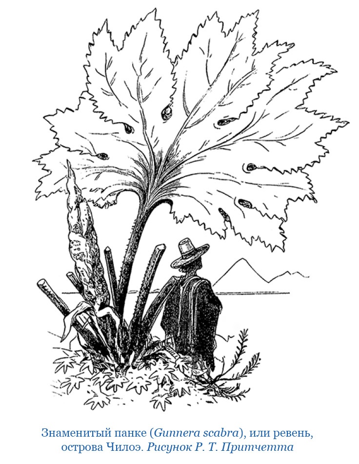 Иллюстрация к книге — Путешествие вокруг света на корабле «Бигль» [i_089.jpg]