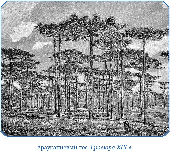 Иллюстрация к книге — Путешествие вокруг света на корабле «Бигль» [i_106.jpg]
