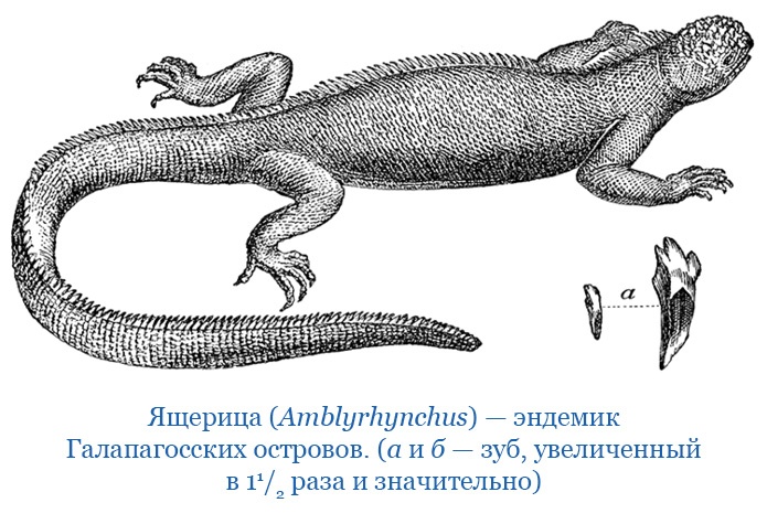 Иллюстрация к книге — Путешествие вокруг света на корабле «Бигль» [i_111.jpg]