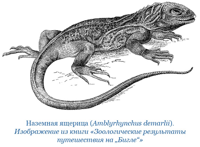 Иллюстрация к книге — Путешествие вокруг света на корабле «Бигль» [i_112.jpg]