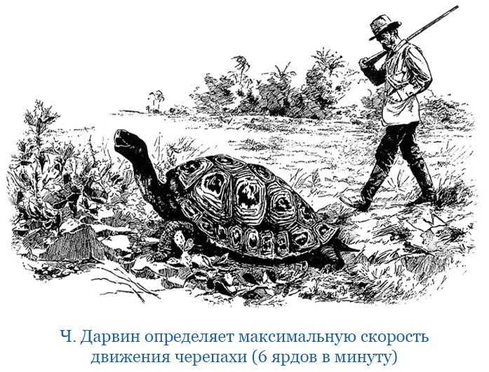 Иллюстрация к книге — Путешествие вокруг света на корабле «Бигль» [i_113.jpg]