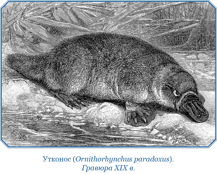 Иллюстрация к книге — Путешествие вокруг света на корабле «Бигль» [i_126.jpg]