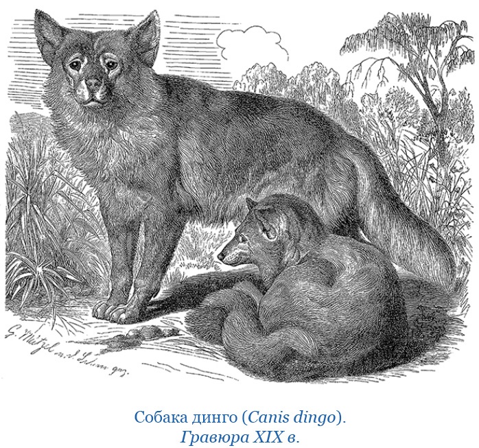 Иллюстрация к книге — Путешествие вокруг света на корабле «Бигль» [i_127.jpg]