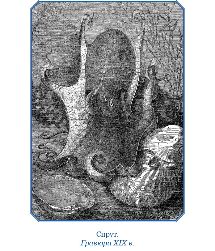 Иллюстрация к книге — Путешествие вокруг света на корабле «Бигль» [i_131.jpg]