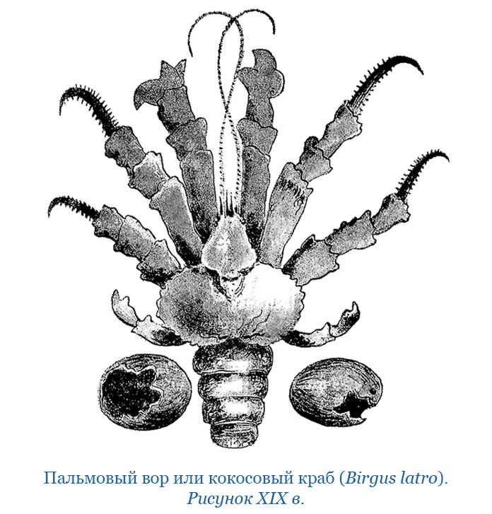Иллюстрация к книге — Путешествие вокруг света на корабле «Бигль» [i_132.jpg]