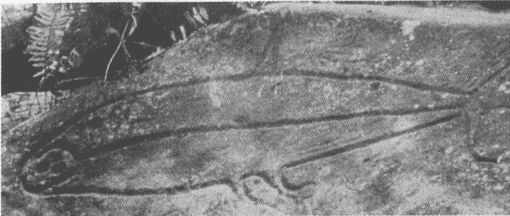 Иллюстрация к книге — Тур Хейердал. Биография. Книга 1. Человек и океан [i_034.jpg]