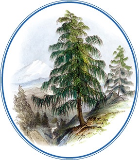 Иллюстрация к книге — Описание земли Камчатки [i_008.jpg]