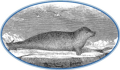 Иллюстрация к книге — Описание земли Камчатки [i_013.jpg]