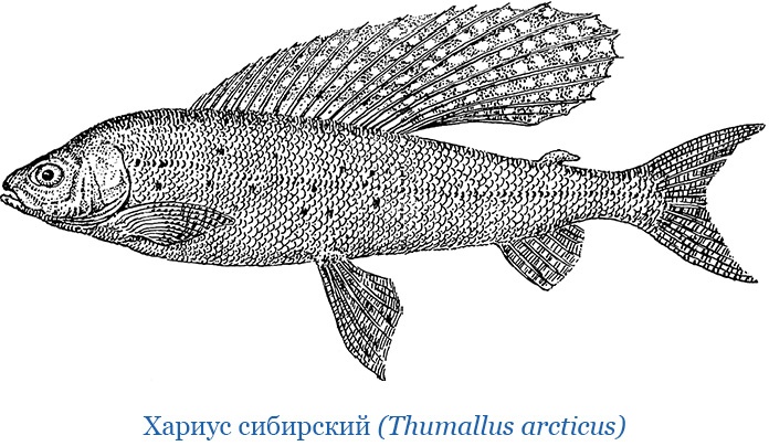 Иллюстрация к книге — Описание земли Камчатки [i_032.jpg]