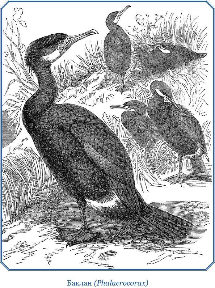 Иллюстрация к книге — Описание земли Камчатки [i_067.jpg]