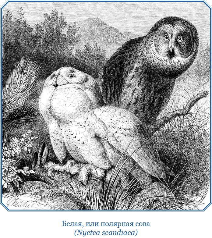 Иллюстрация к книге — Описание земли Камчатки [i_068.jpg]