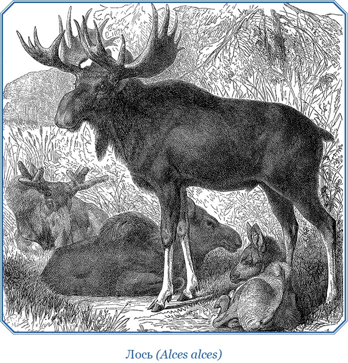 Иллюстрация к книге — Описание земли Камчатки [i_100.jpg]