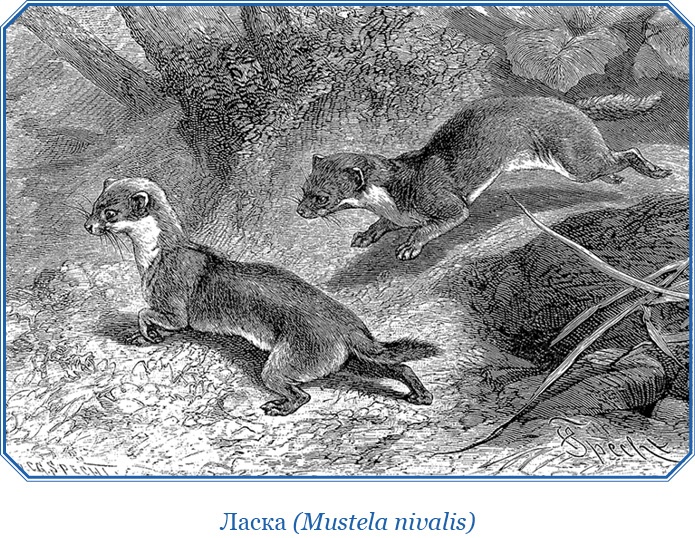 Иллюстрация к книге — Описание земли Камчатки [i_101.jpg]