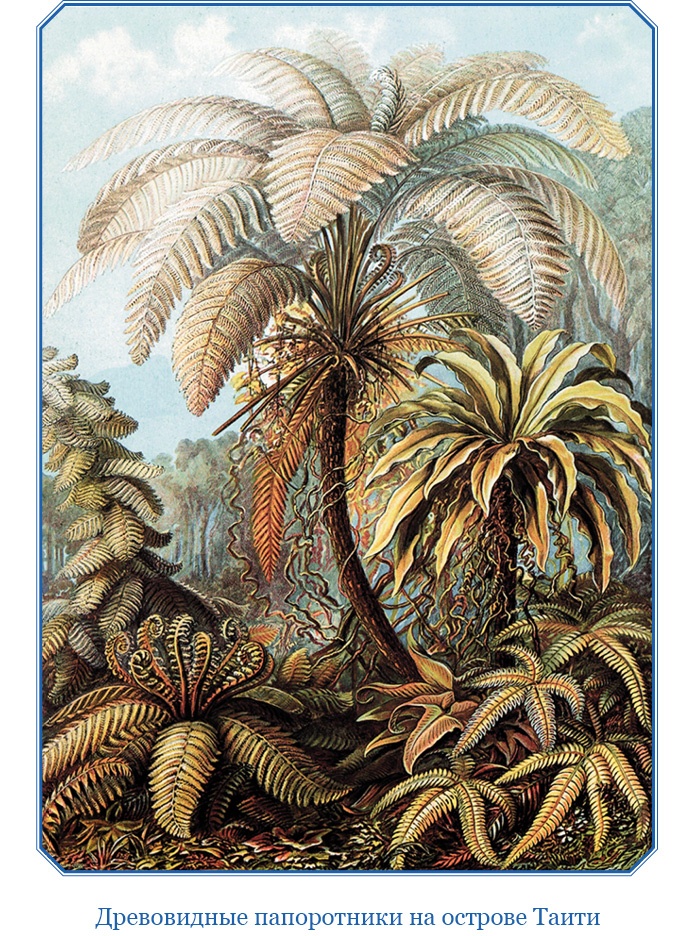 Иллюстрация к книге — Первое кругосветное плавание [i_024.jpg]