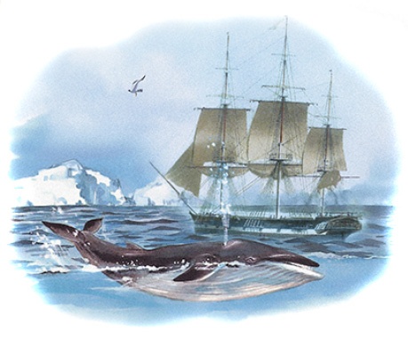 Иллюстрация к книге — Три кругосветных путешествия [i_008.jpg]