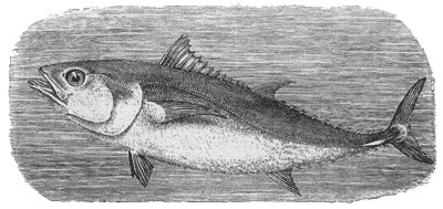 Иллюстрация к книге — Путешествие по всему миру на "Буссоли" и "Астролябии" [i_059.jpg]