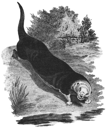 Иллюстрация к книге — Путешествие по всему миру на "Буссоли" и "Астролябии" [i_106.jpg]