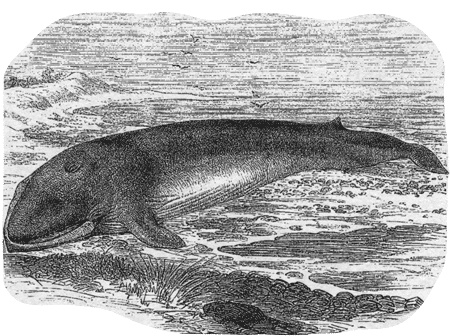 Иллюстрация к книге — Путешествие по всему миру на "Буссоли" и "Астролябии" [i_107.jpg]