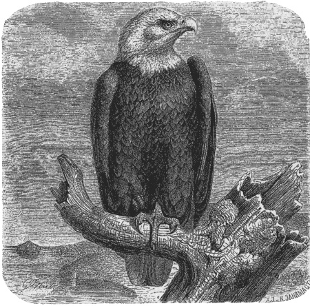 Иллюстрация к книге — Путешествие по всему миру на "Буссоли" и "Астролябии" [i_116.jpg]