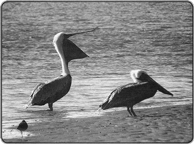 Иллюстрация к книге — Путешествие по всему миру на "Буссоли" и "Астролябии" [i_134.jpg]