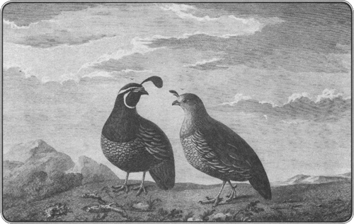 Иллюстрация к книге — Путешествие по всему миру на "Буссоли" и "Астролябии" [i_138.jpg]