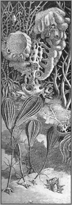 Иллюстрация к книге — Путешествие по всему миру на "Буссоли" и "Астролябии" [i_150.jpg]