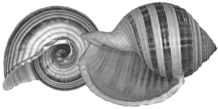 Иллюстрация к книге — Путешествие по всему миру на "Буссоли" и "Астролябии" [i_173.jpg]