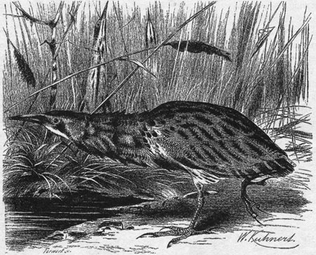 Иллюстрация к книге — Путешествие по всему миру на "Буссоли" и "Астролябии" [i_188.jpg]