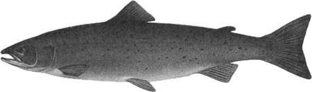 Иллюстрация к книге — Путешествие по всему миру на "Буссоли" и "Астролябии" [i_200.jpg]