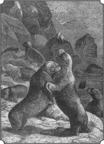 Иллюстрация к книге — Путешествие по всему миру на "Буссоли" и "Астролябии" [i_219.jpg]